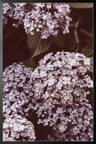 Alyssum flower poster