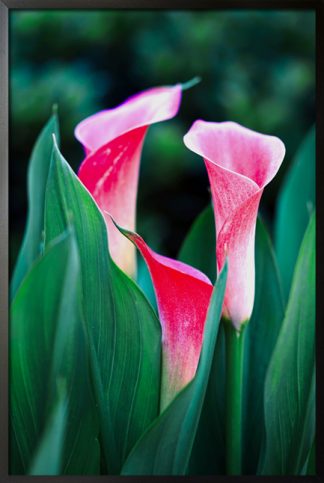 Calla lilies poster