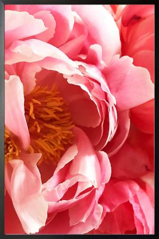 Framed Beautiful vibrant pink flower poster