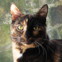 Tortoiseshell cat looking at camera eyes close up by Linda More