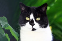 Black and white cat looking at camera eyes close up  by Linda More