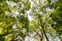 England - looking through the tree tops by Chris Warham