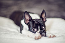 Fina the Boston Terrier by Nailia Schwarz