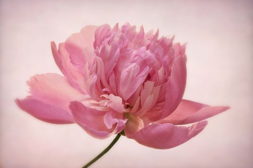 Peonie