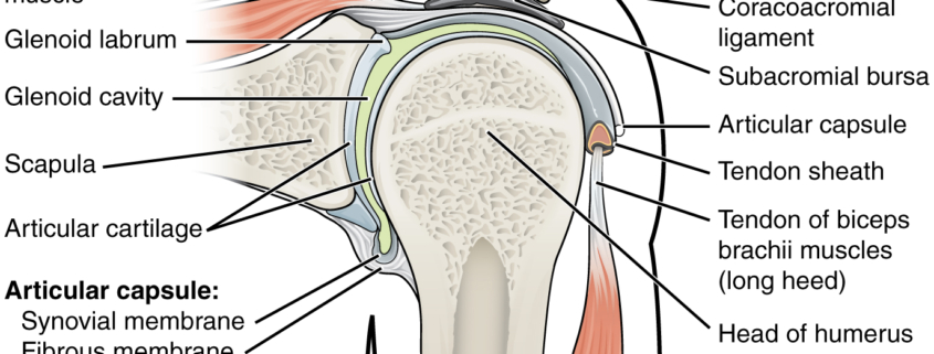 Shoulder Anatomy - ArthurCare