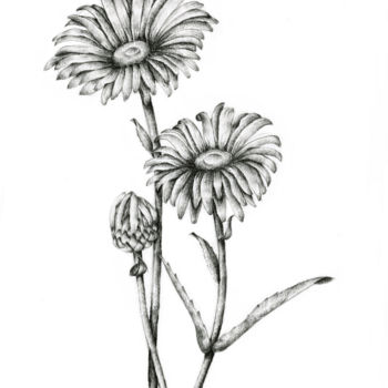 Drawing titled "Gerbera" by Irina Laskin, Original Artwork, Graphite