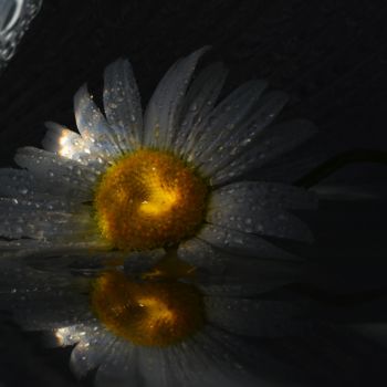 Photography titled "chamomile photo ske…" by Liudmila Khapatko, Original Artwork