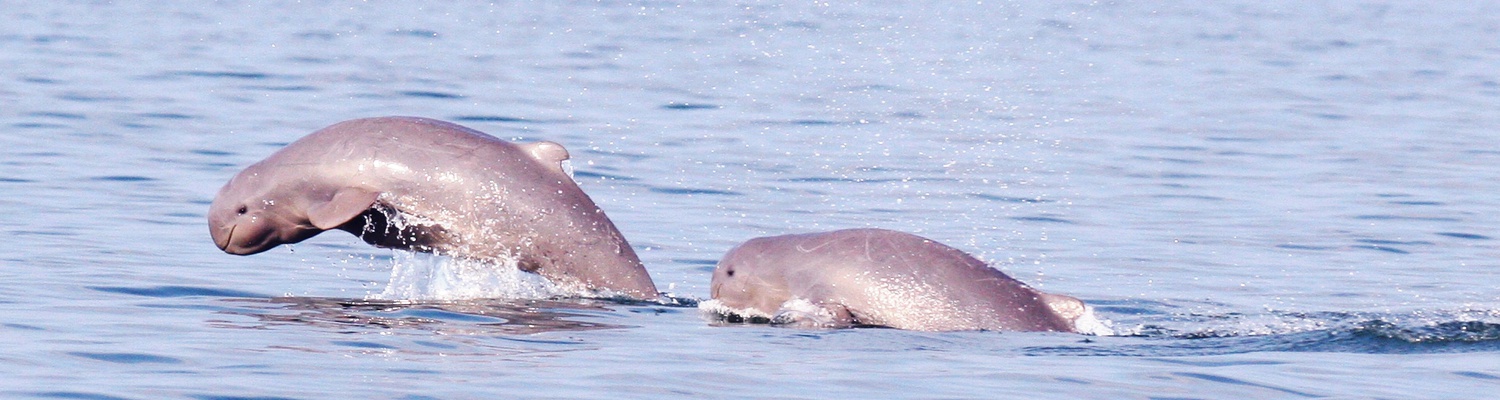 Irrawaddy Dolphin From Irrawaddy River Near Mandalay - Asian Tour Myanmar