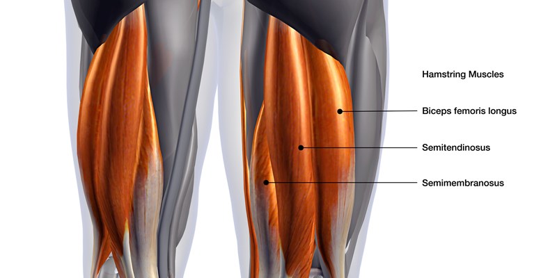 Hamstring Strain Causes, Treatment Exercises | 6b.u5ch.com