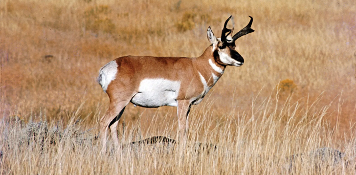 Pronghorn Spiritual Meaning and Symbolism | Astrology.com