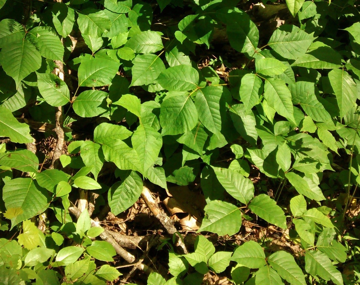 Poison ivy's chemical curse – Athens Science Observer