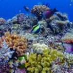 Diving Steve’s Bommie in the Great Barrier Reef coral moorish idol 1