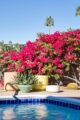 MCM backyard with pool, bougainvillea