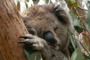 Koala, Australia