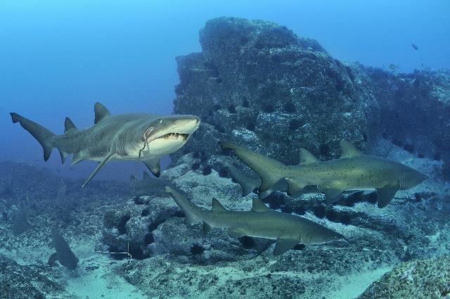 In the 1950's and 60's the misconception that grey urse sharks (Carcharias taurus) were 'man eaters' led to broad scale fishing by spearfishers using explosive powerheads on the south-east coast of Australia. This effort soon led to a severe population de