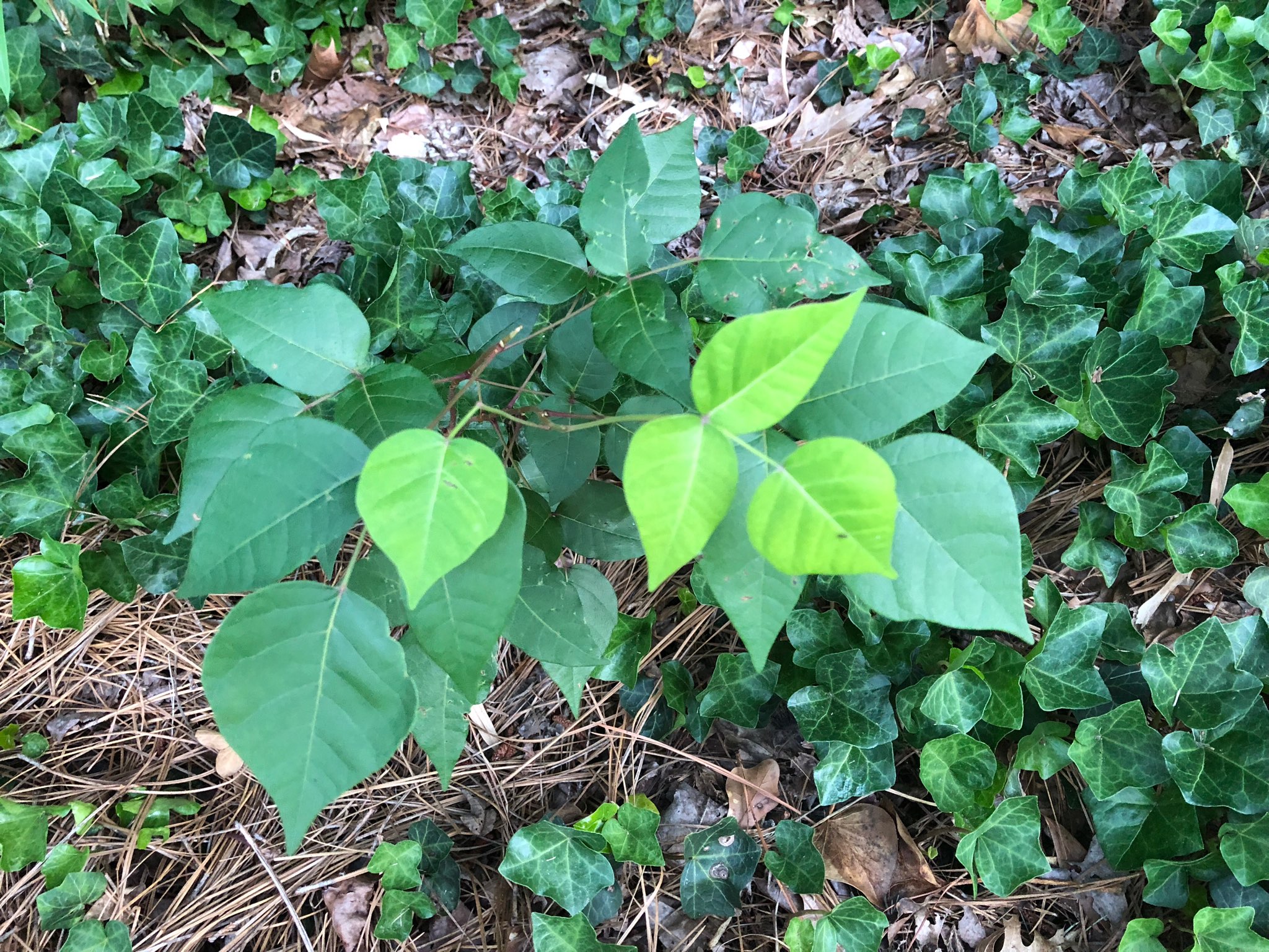 Is Variegated Ivy Poisonous