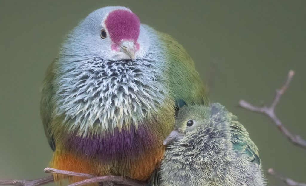 A Mariana Fruit-Dove and its chick