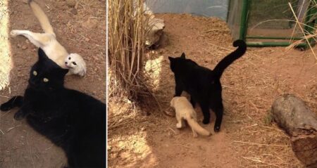 rupert the Fox Reunited With william the cat