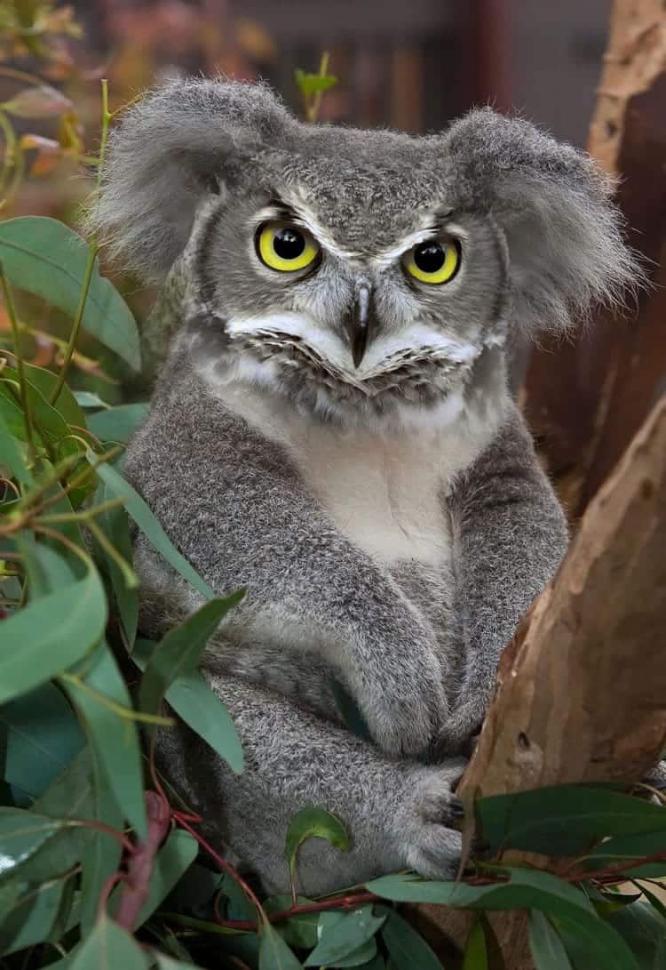 animal-hybrids-koaowl