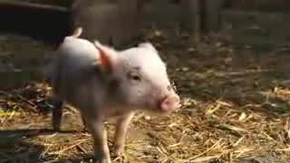 Charlotte's Web - Trailer