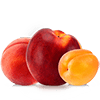 Stonefruit