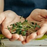 Top 20 Herbs for Medicine: Time-Tested Herbs for Healing