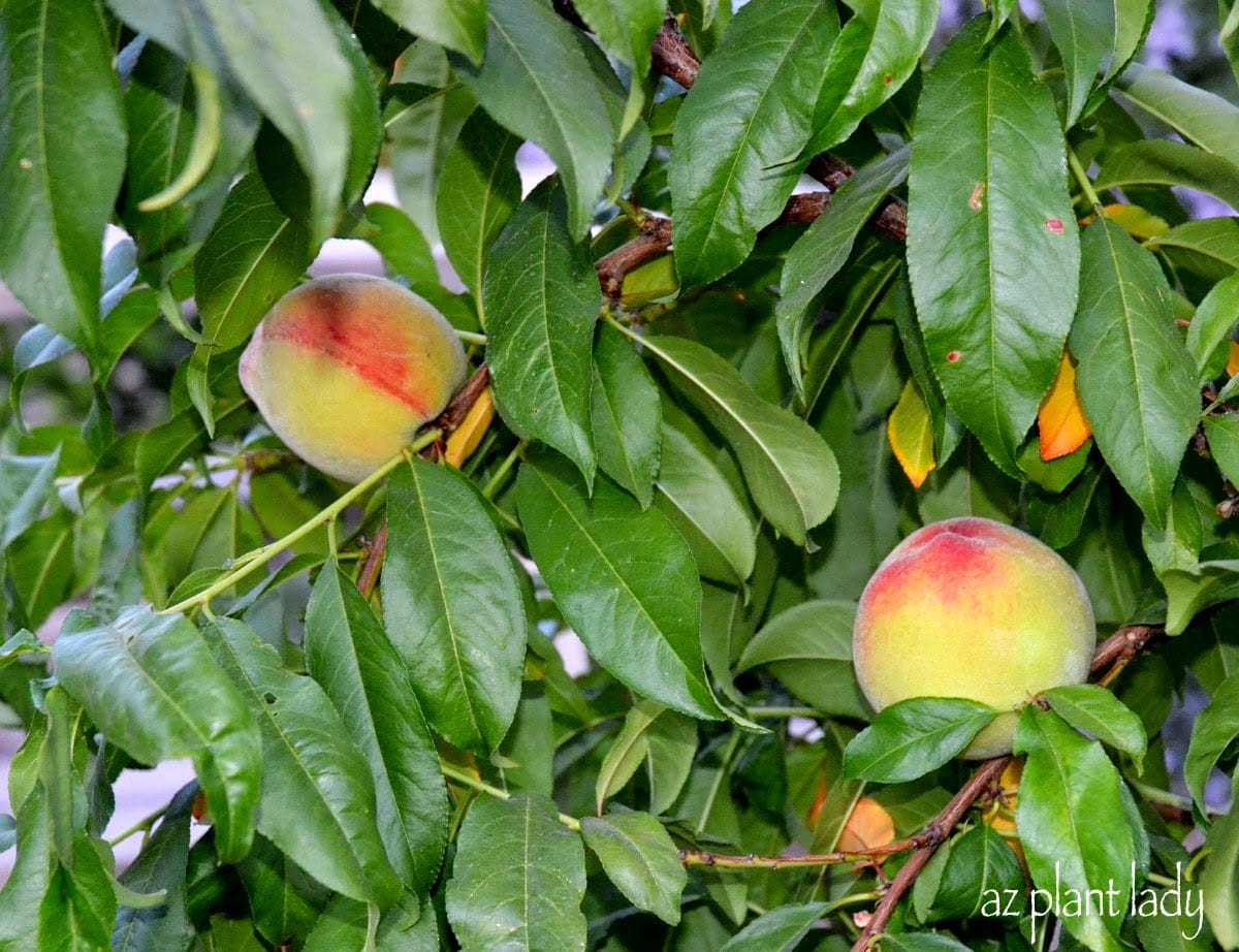 Ripening-Peaches-Desert-Garden