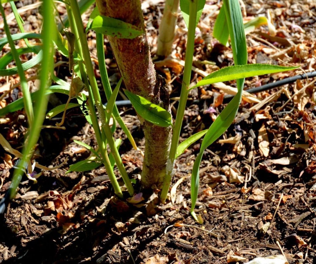 Fruit Tree Suckers 