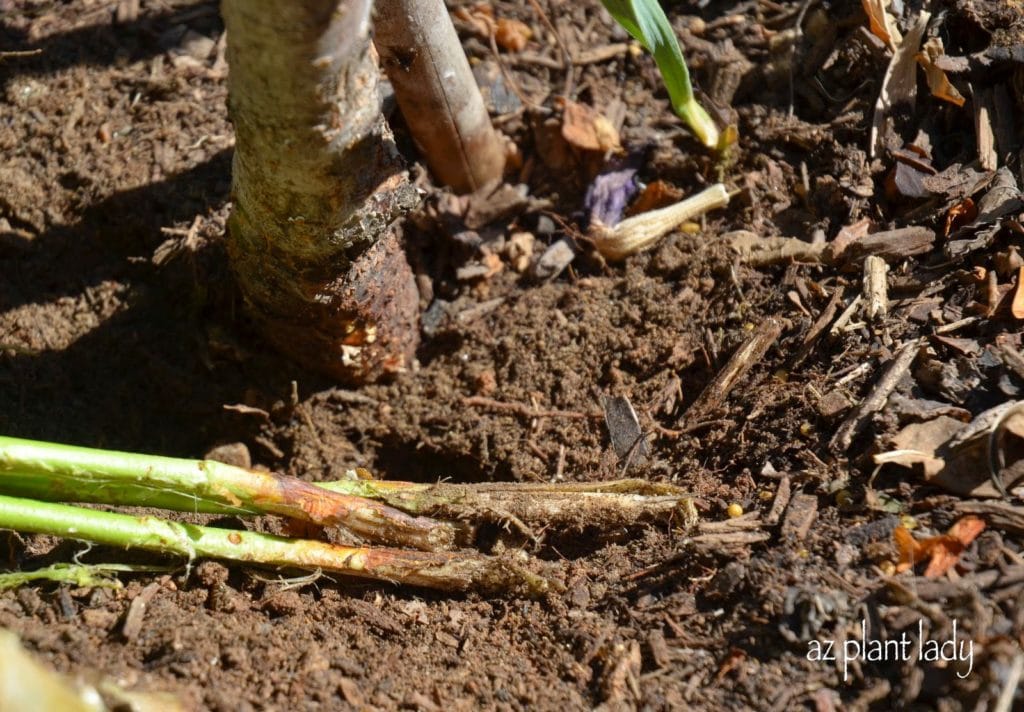 Fruit Tree Suckers - How to Identify and Get Rid of Them