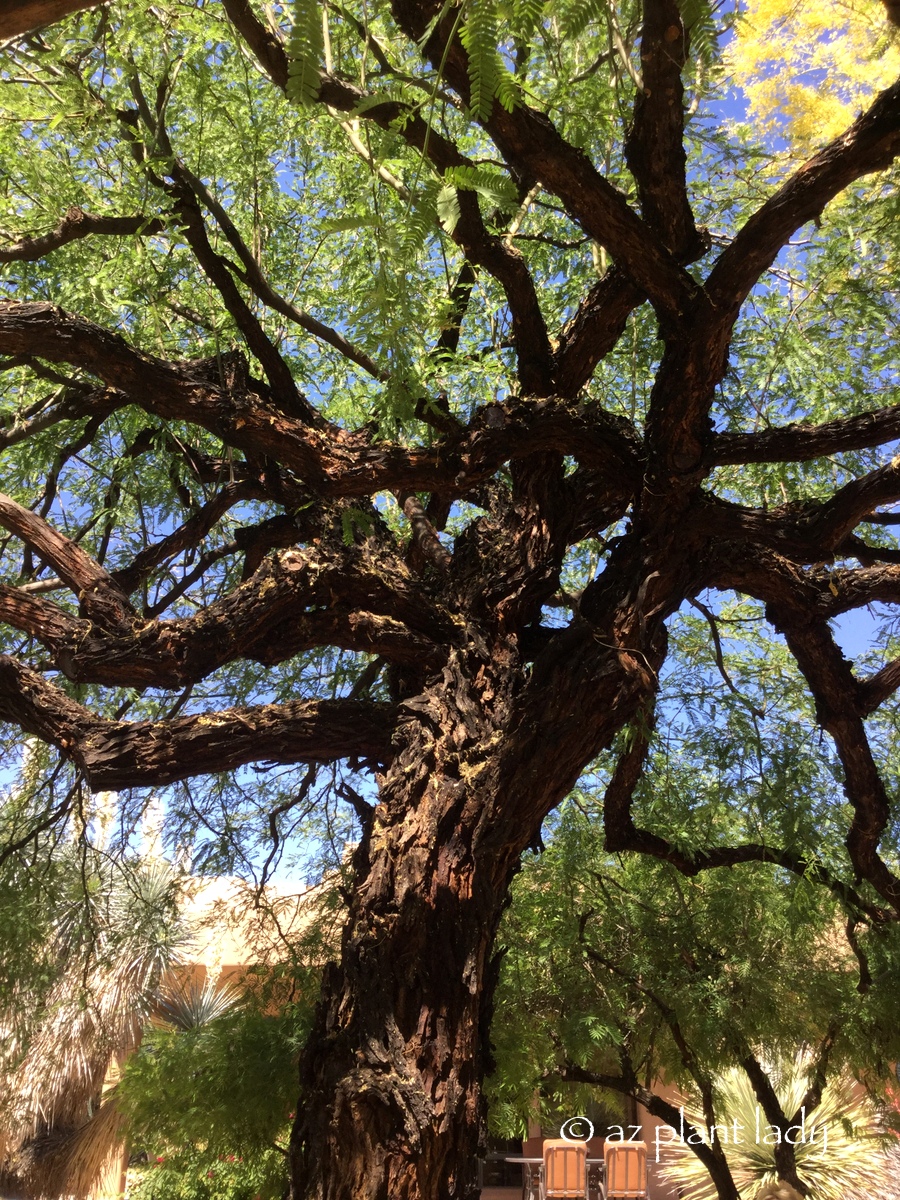 mesquite tree Branches