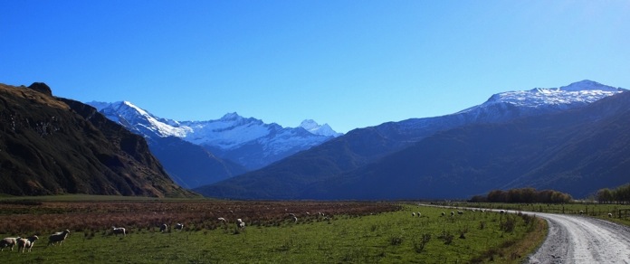 New-Zealand-Sheep 2