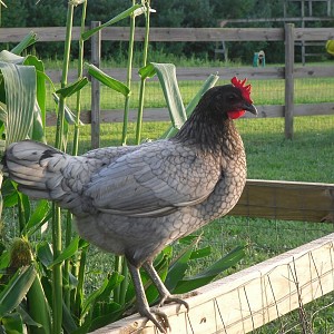 Blue Hen 17