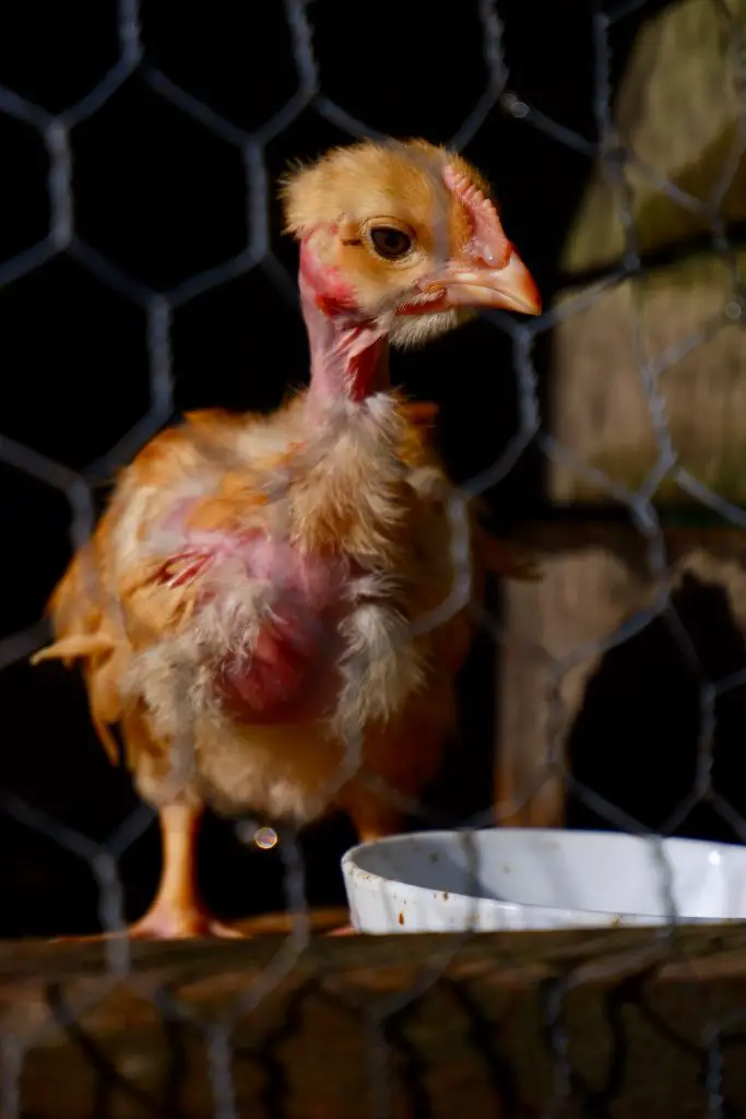 MOLTING JUVENILE CHICK