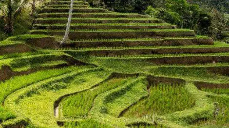 Jatiluwih Rice Terrace