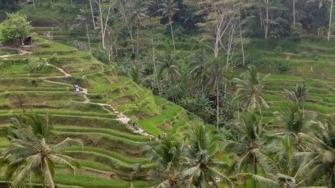 Tegalalang Rice Terrace