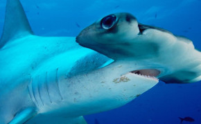 Hammerhead Shark Desktop HD Wallpaper 76506