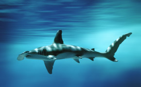 Hammerhead Shark High Definition Wallpaper 76513