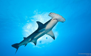 Hammerhead Shark Wallpaper 2560x1440 82137