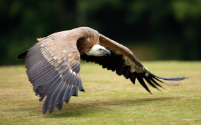 Griffon Vulture Widescreen Wallpaper 76376