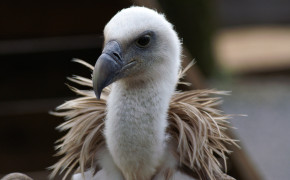 Griffon Vulture Wallpaper 3008x2000 82125