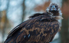 Turkey Vulture Wallpaper 1920x1280 82641