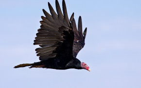 Turkey Vulture Wallpaper 2977x2285 82646