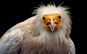 Vulture Wallpaper 1680x1050 81846