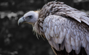 Griffon Vulture Widescreen Wallpapers 76377