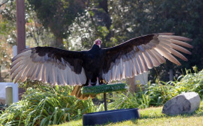 Turkey Vulture HD Wallpapers 80898