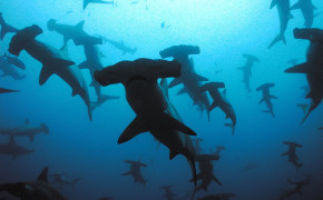 Hammerhead Shark HQ Background Wallpaper 76514