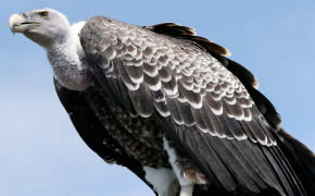 Vulture Wallpaper 1920x1080 81852