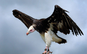 Turkey Vulture HD Desktop Wallpaper 80896