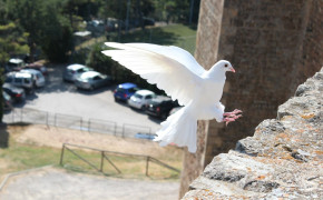 White Pigeon Best Wallpaper 84869