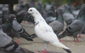 White Pigeon HD Wallpaper 84872